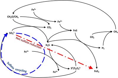 The Sedimentary Carbon-Sulfur-Iron Interplay – A Lesson From East Anglian Salt Marsh Sediments